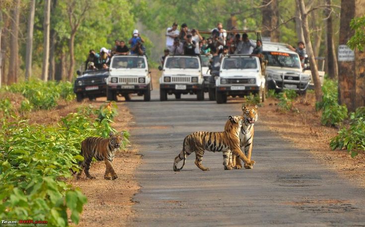 Pench Kanha Tour