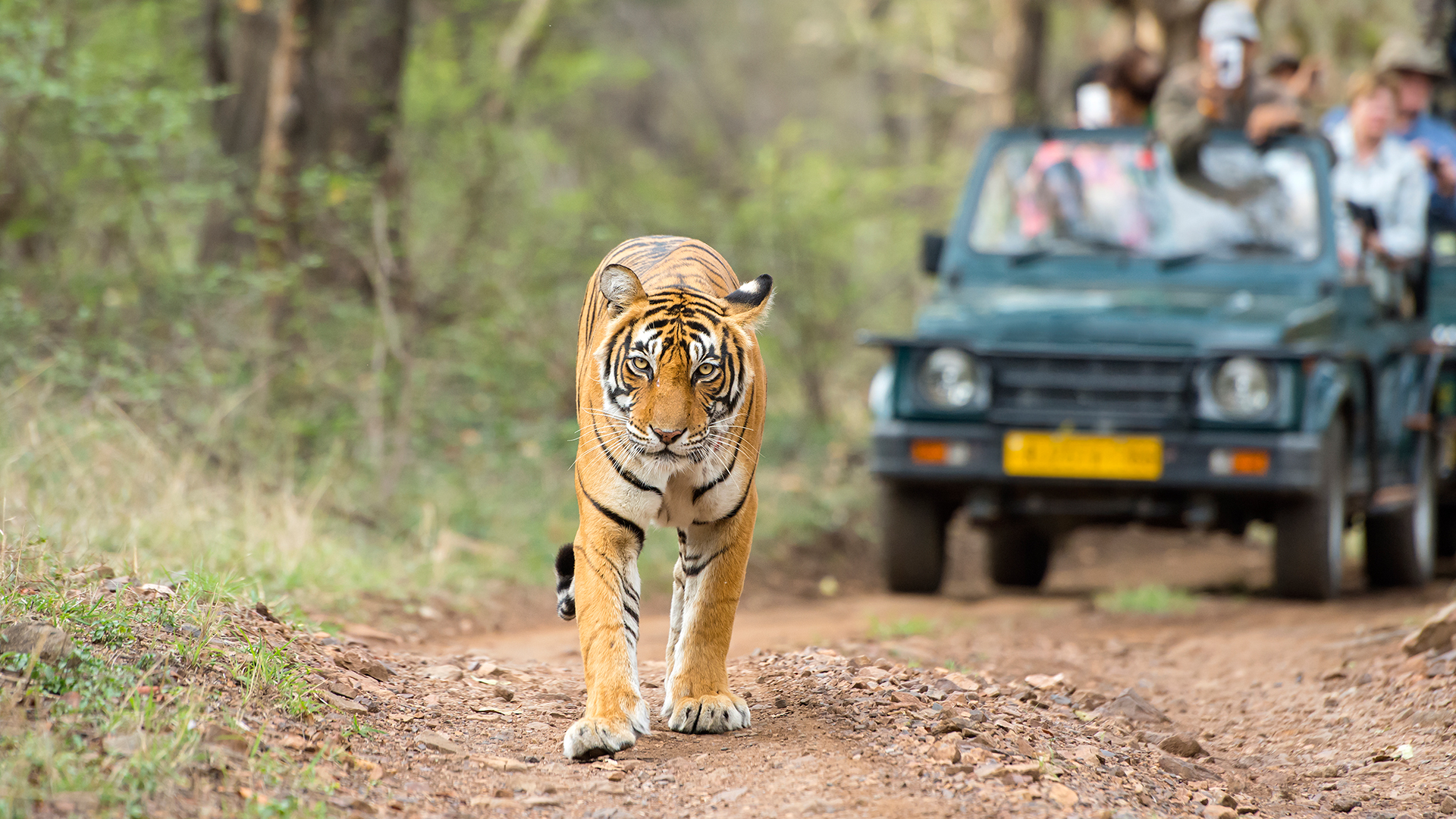 Jeep Safari Kanha