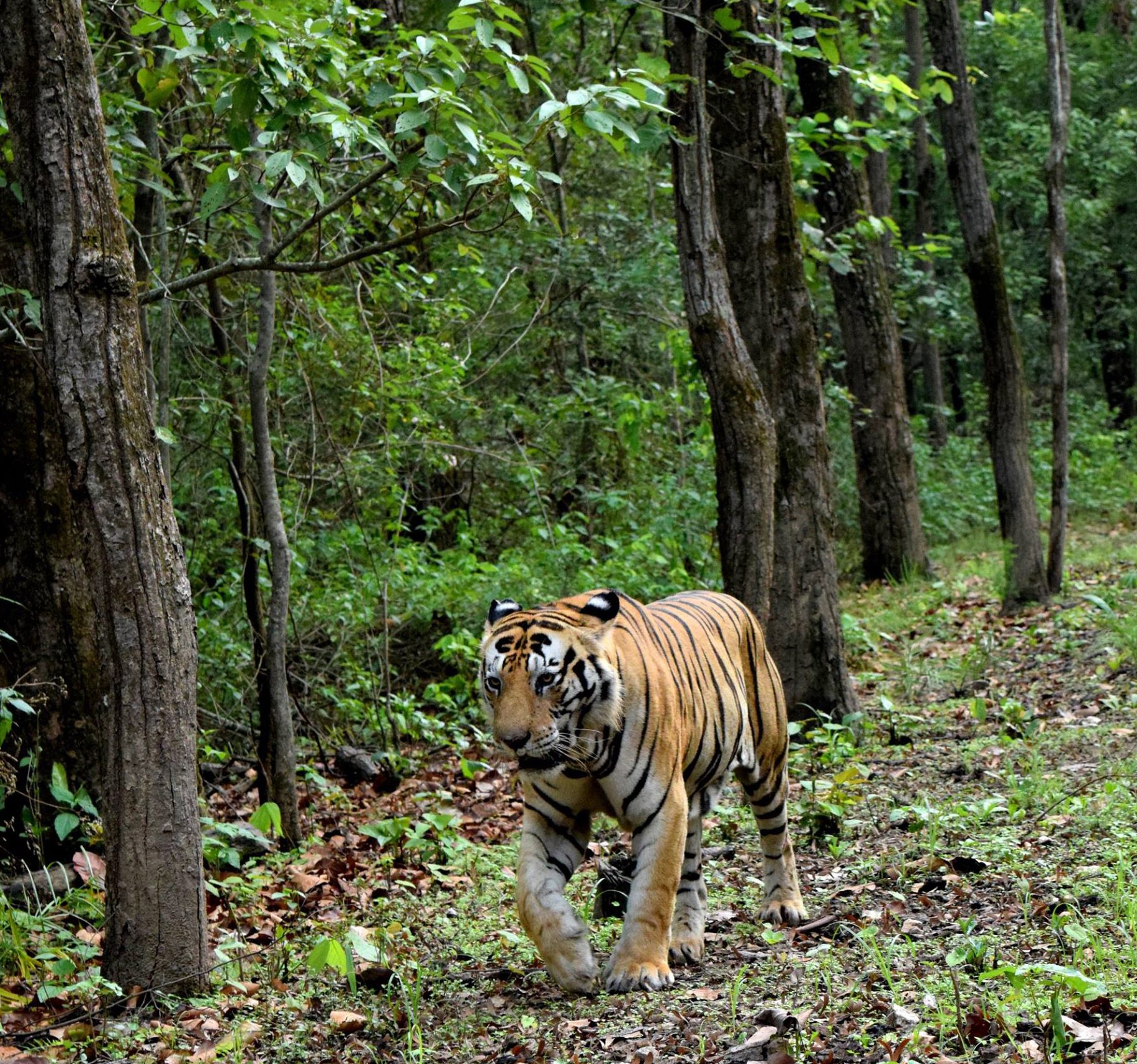 Kanha National Park Forest